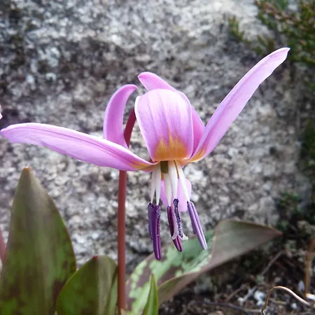 Refuge Des étangs De Bassiès Mini-hôtel